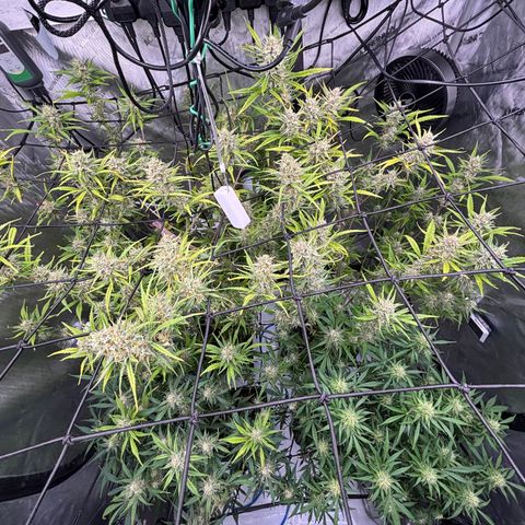 Melonade Runtz Auto  growlog timeline photo
