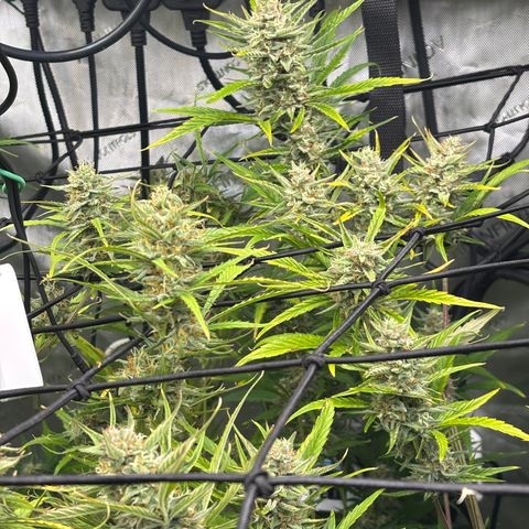 Melonade Runtz Auto  growlog timeline photo