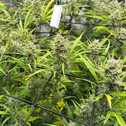 Melonade Runtz Auto  growlog timeline photo