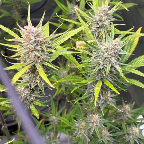 Melonade Runtz Auto  growlog photo: Harvest time 11 weeks from germination.