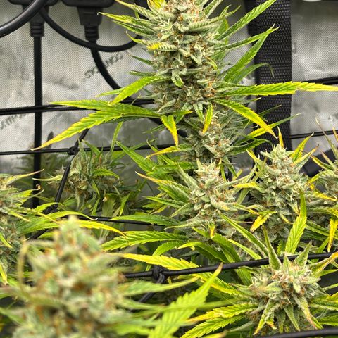 Melonade Runtz Auto  growlog photo: Harvest time 11 weeks from germination.