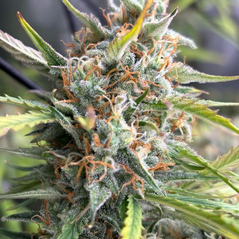 Melonade Runtz Auto  growlog photo: Harvest time 11 weeks from germination.