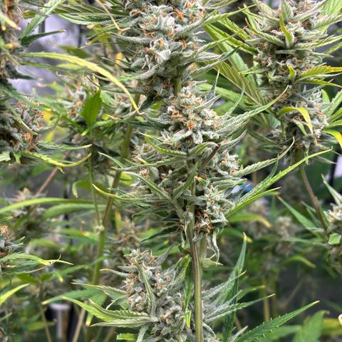 Melonade Runtz Auto  growlog photo: Harvest time 11 weeks from germination.