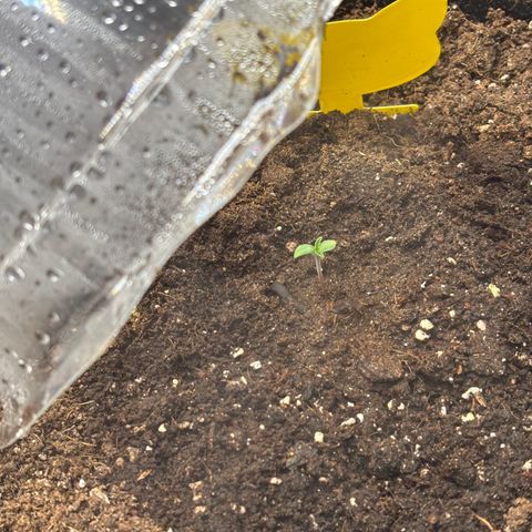Auto Papaya cookies X2 growlog timeline photo