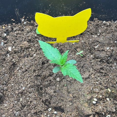 Auto Papaya cookies X2 growlog timeline photo