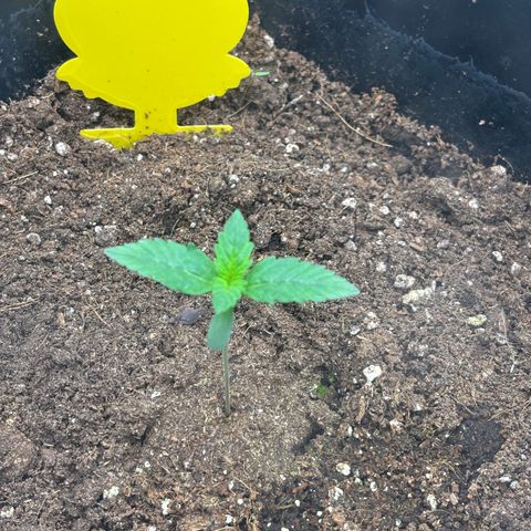 Auto Papaya cookies X2 growlog timeline photo