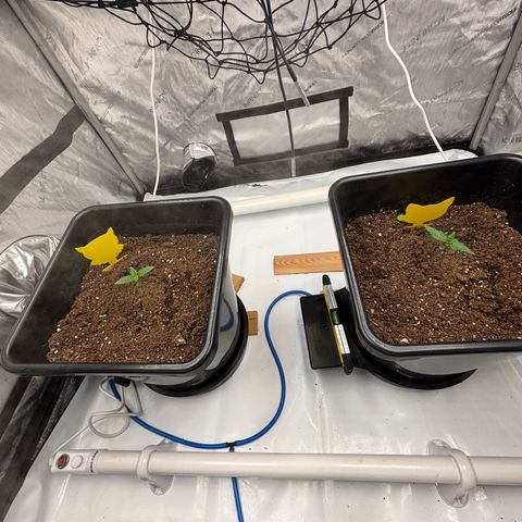 Auto Papaya cookies X2 growlog timeline photo