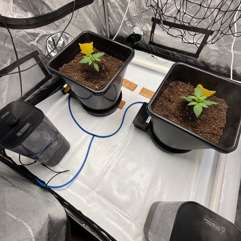 Auto Papaya cookies X2 growlog timeline photo
