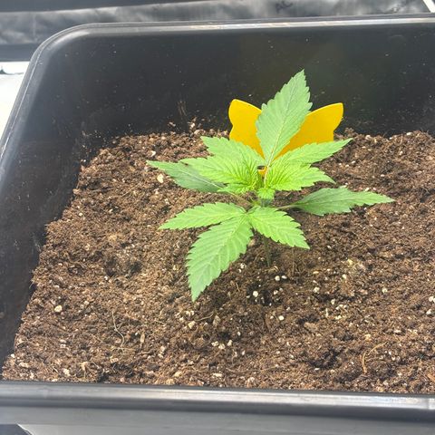 Auto Papaya cookies X2 growlog timeline photo