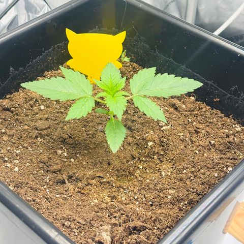 Auto Papaya cookies X2 growlog timeline photo