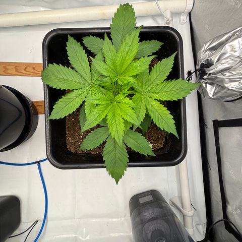 Auto Papaya cookies X2 growlog timeline photo