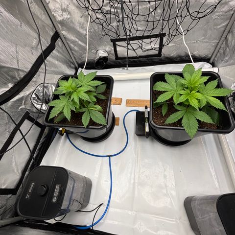 Auto Papaya cookies X2 growlog timeline photo