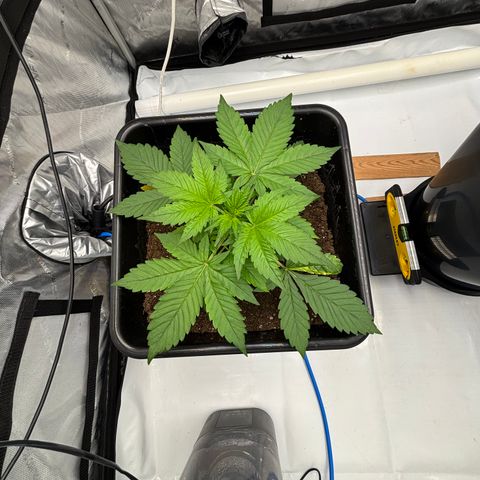 Auto Papaya cookies X2 growlog timeline photo