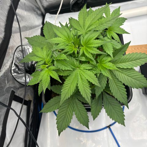 Auto Papaya cookies X2 growlog timeline photo