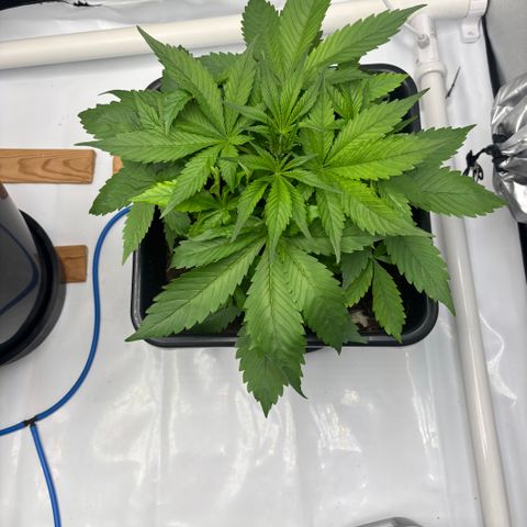Auto Papaya cookies X2 growlog timeline photo