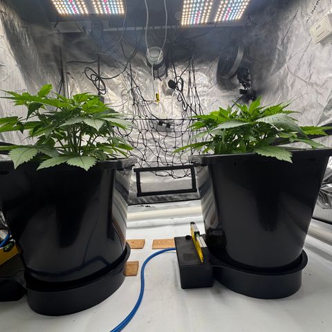 Auto Papaya cookies X2 growlog timeline photo