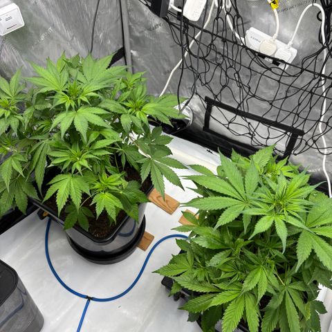 Auto Papaya cookies X2 growlog photo: 5 weeks old 