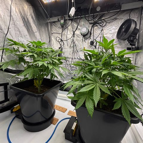 Auto Papaya cookies X2 growlog photo: 5 weeks old 