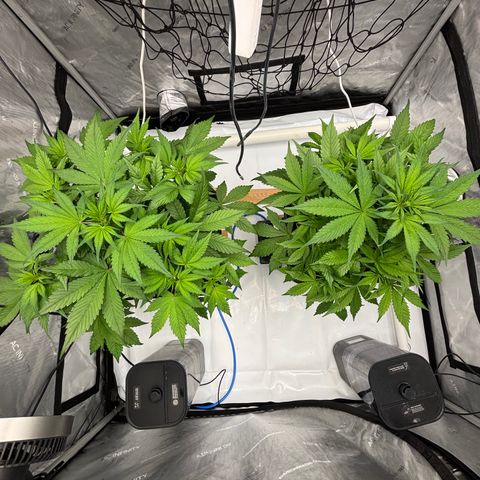 Auto Papaya cookies X2 growlog photo: 5 weeks old 