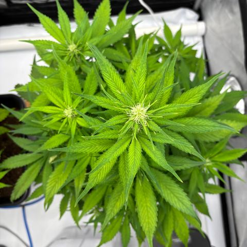 Auto Papaya cookies X2 growlog photo: Having a few issues not sure if it’s the auto pots saturating the medium or PH was to high or light stress.the girls aren’t happy.