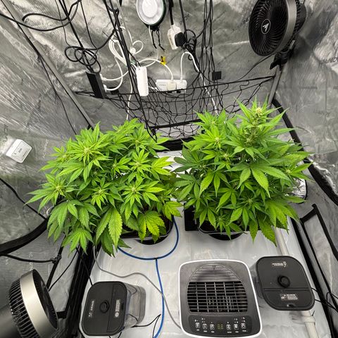 Auto Papaya cookies X2 growlog photo: Having a few issues not sure if it’s the auto pots saturating the medium or PH was to high or light stress.the girls aren’t happy.