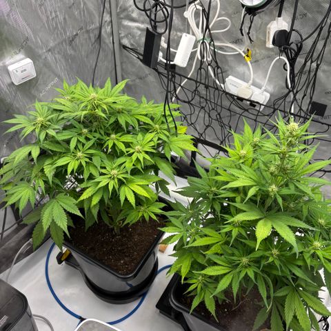 Auto Papaya cookies X2 growlog photo: Having a few issues not sure if it’s the auto pots saturating the medium or PH was to high or light stress.the girls aren’t happy.