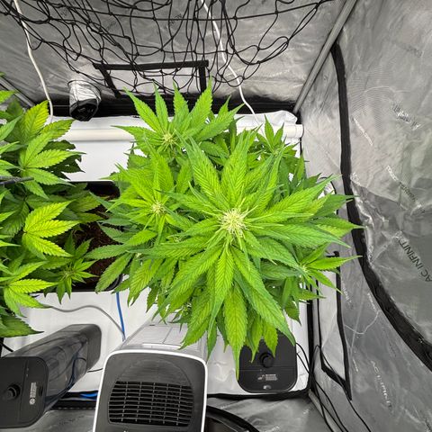 Auto Papaya cookies X2 growlog photo: Having a few issues not sure if it’s the auto pots saturating the medium or PH was to high or light stress.the girls aren’t happy.