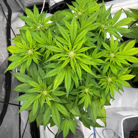 Auto Papaya cookies X2 growlog photo: Having a few issues not sure if it’s the auto pots saturating the medium or PH was to high or light stress.the girls aren’t happy.