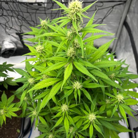 Auto Papaya cookies X2 growlog timeline photo