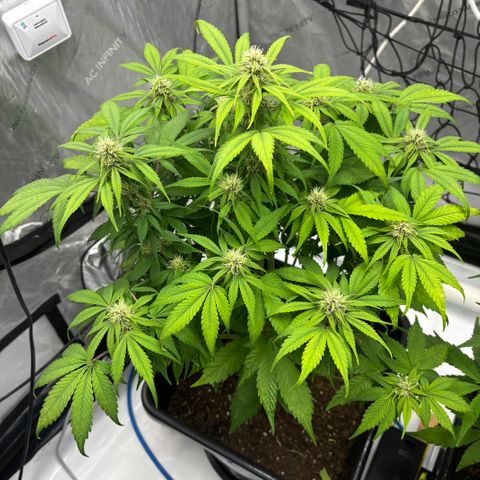 Auto Papaya cookies X2 growlog timeline photo