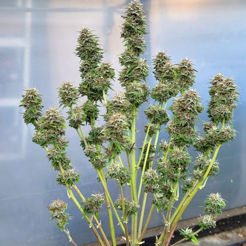 Auto Papaya cookies X2 growlog timeline photo