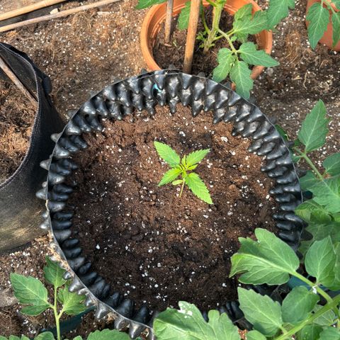 Master Kush        sensi seeds growlog photo: Repotted to the air pots