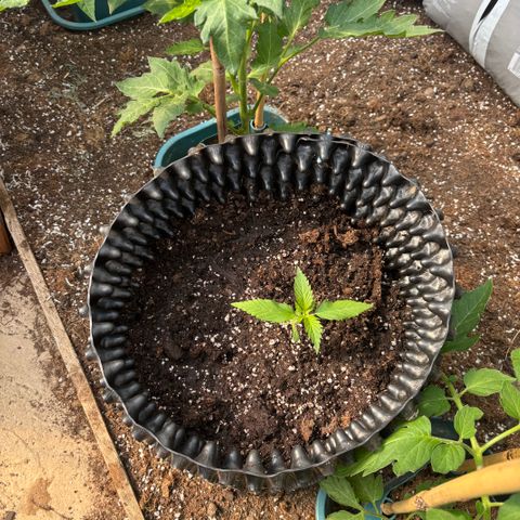 Master Kush        sensi seeds growlog photo: Repotted to the air pots