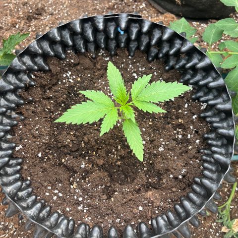 Master Kush        sensi seeds growlog photo: Both looking happy.