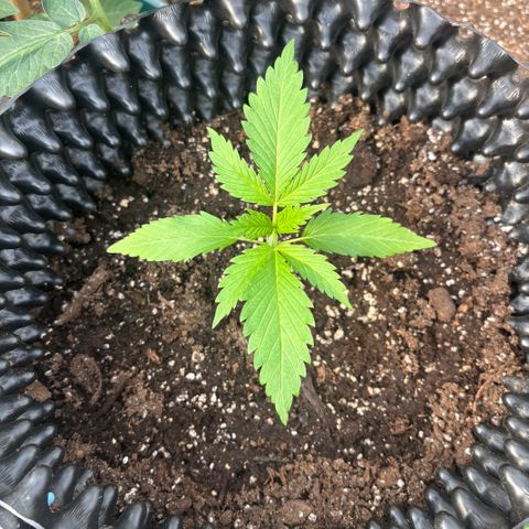 Master Kush        sensi seeds growlog photo: Both looking happy.