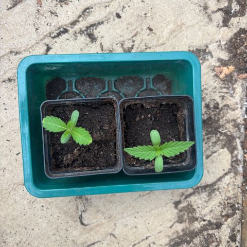 SHIVA SKUNK            by Sensi seeds  growlog photo: Noticeably different shaped leaf structure.