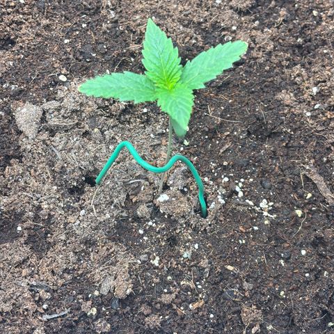  AK TRIPLE HAZE  AUTO    By Dutch passion  growlog timeline photo
