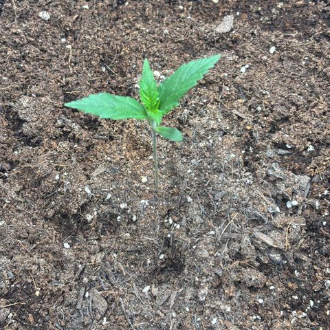  AK TRIPLE HAZE  AUTO    By Dutch passion  growlog timeline photo