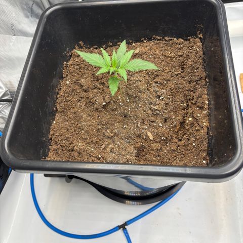  AK TRIPLE HAZE  AUTO    By Dutch passion  growlog photo: 2 weeks old 