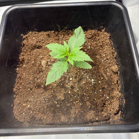  AK TRIPLE HAZE  AUTO    By Dutch passion  growlog photo: 2 weeks old 