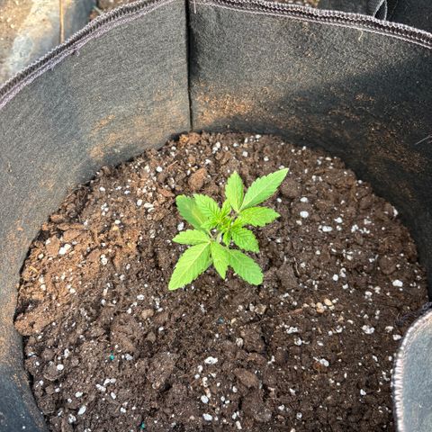 SHIVA SKUNK            by Sensi seeds  growlog timeline photo