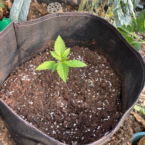 SHIVA SKUNK            by Sensi seeds  growlog timeline photo