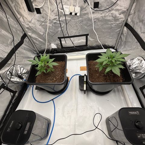  AK TRIPLE HAZE  AUTO    By Dutch passion  growlog photo: Watering 