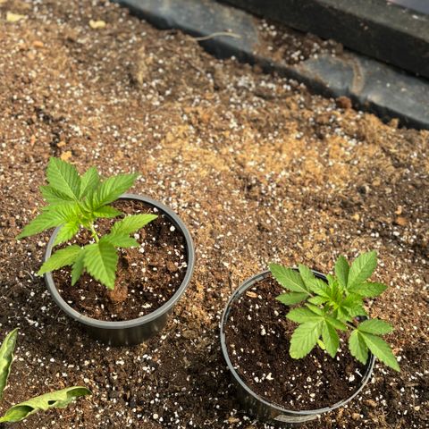SHIVA SKUNK            by Sensi seeds  growlog timeline photo