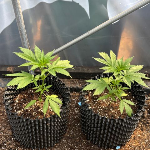 Master Kush        sensi seeds growlog photo: Enjoying the weather!