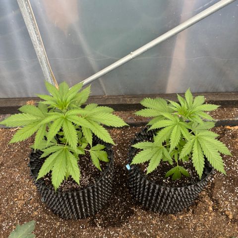 Master Kush        sensi seeds growlog timeline photo