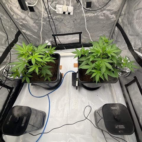  AK TRIPLE HAZE  AUTO    By Dutch passion  growlog photo: 4 weeks old today!