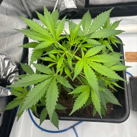  AK TRIPLE HAZE  AUTO    By Dutch passion  growlog photo: 4 weeks old today!
