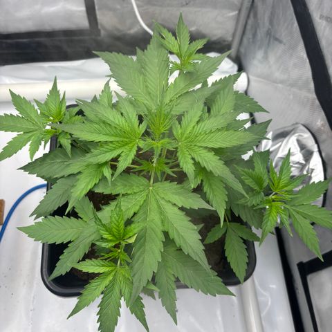  AK TRIPLE HAZE  AUTO    By Dutch passion  growlog photo: 4 weeks old today!