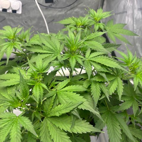 AK TRIPLE HAZE  AUTO    By Dutch passion  growlog timeline photo